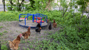 «Бандиты, скоро гопничать начнут»: на детской площадке в центре Ярославля поселились курицы