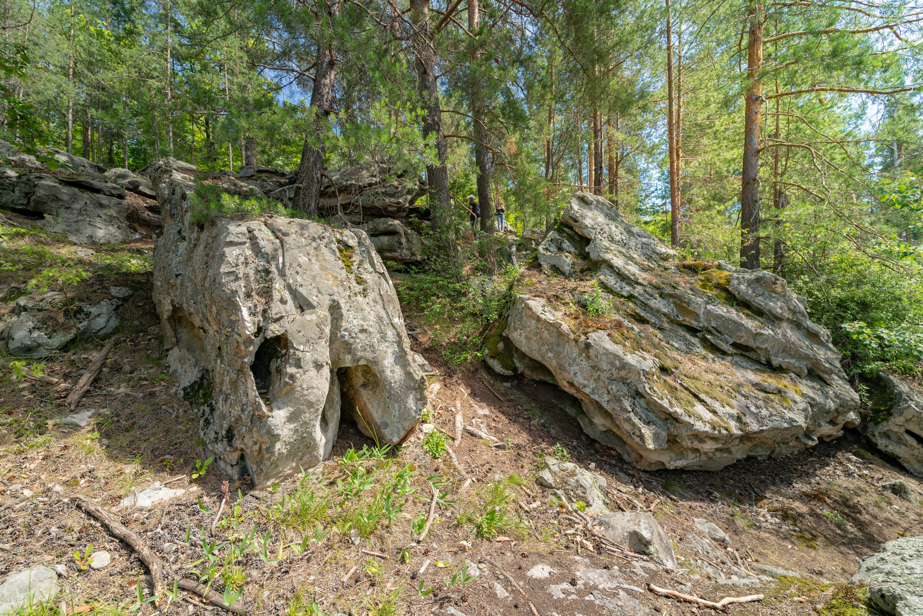 Рачеевский бор фото