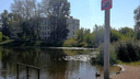«Свежие фекальные загрязнения»: в пруду старинного ярославского парка запретили купаться