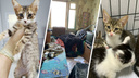 «Одна прямо при мне родила»: в Екатеринбурге вскрыли квартиру, в которой жили 50 кошек