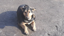 «Осталась только мочка»: в Самарской области собака откусила ухо 6-летнему мальчику