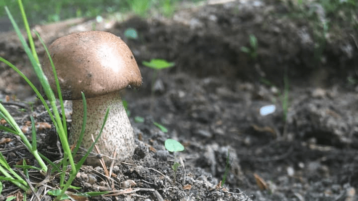 «Пришлось глаза протирать и сверяться с датой»: в Челябинской области начался грибной сезон
