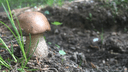 «Пришлось глаза протирать и сверяться с датой»: в Челябинской области начался грибной сезон