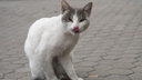 Усатые, хвостатые, беззаботные: котики (и не только) на весенних улицах Ростова — фоторепортаж