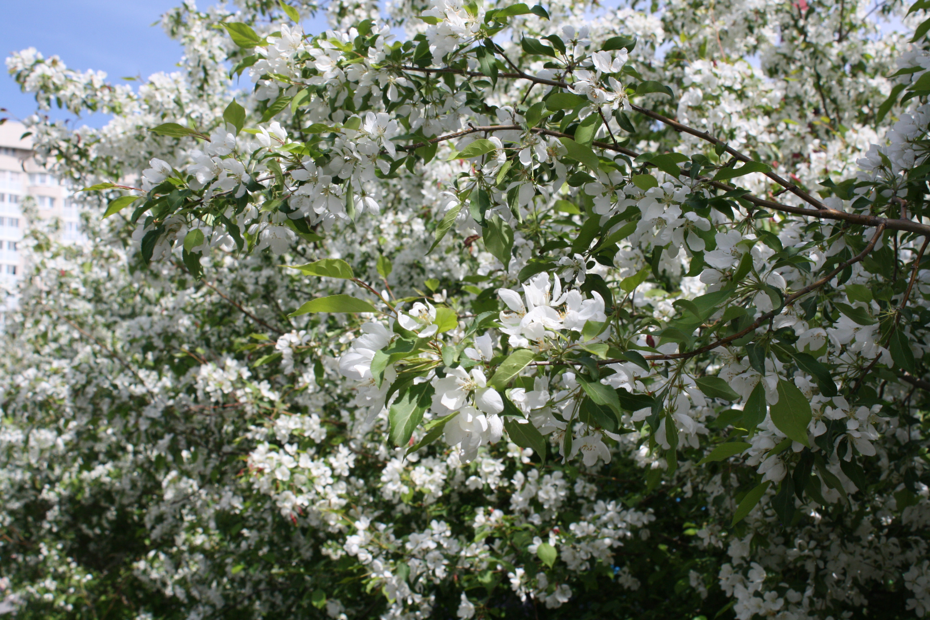 Яблони цвели минусовки