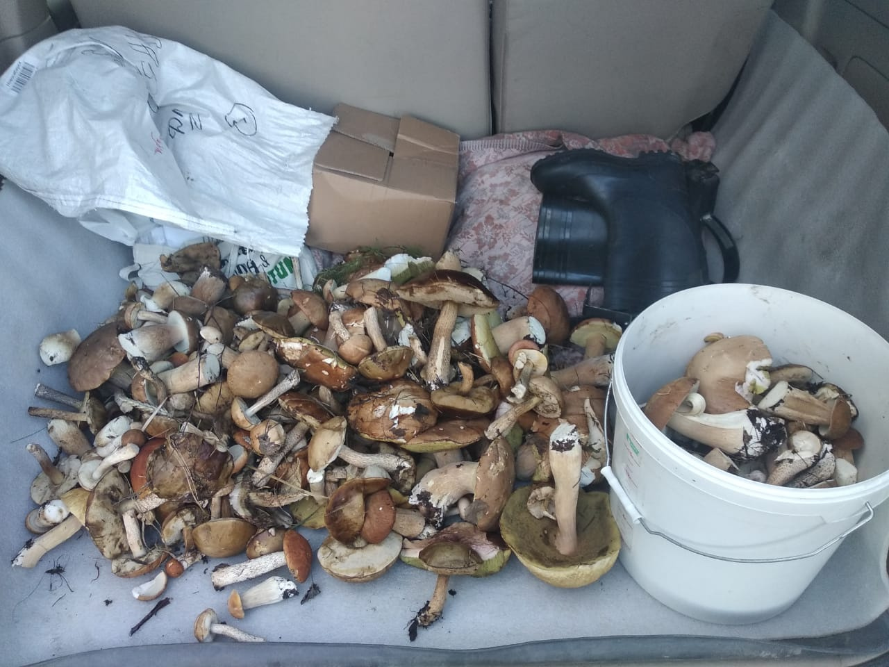 Эти грибы собраны в пятницу, 28 августа, в окрестностях Новосибирска