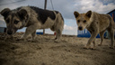 Ловцов собак в Новосибирске обвинили в гибели животных от <nobr class="_">наркоза —</nobr> что они ответили