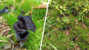 Новосибирец нашёл странный чёрный гриб. Во Франции его называют «трубой смерти», а в Англии — «рогом изобилия»