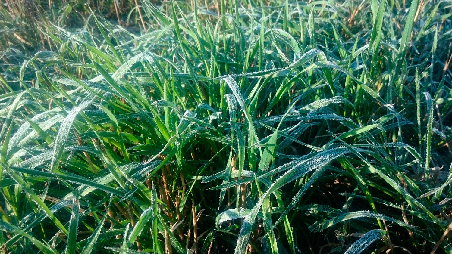 Непогода против дачников: май с заморозками до -5 градусов и градом грозит уничтожить урожай — как спасти огород