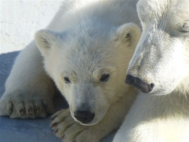 Хаарчаана с мамой. Фото якутского зоопарка&nbsp;«Орто-Дойду» с сайта zoo.ykt.ru