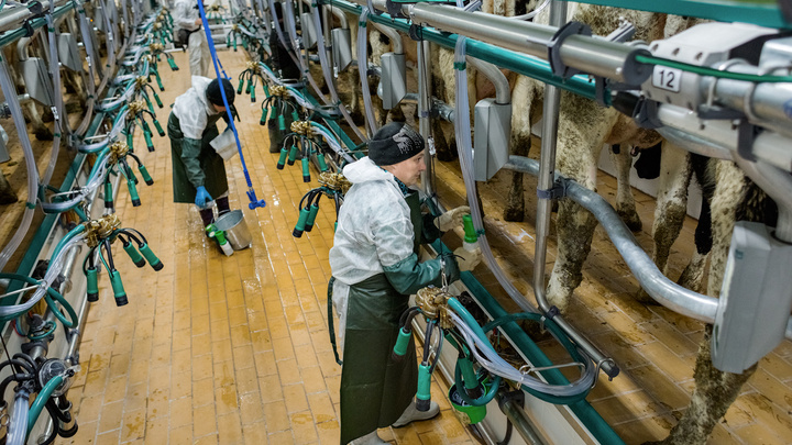 МСП Банк профинансировал строительство современной молочной фермы в Красноярском крае