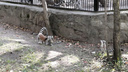 Четверо лемуров сбежали из клетки, чтобы выпросить ранетки у посетителей Новосибирского зоопарка