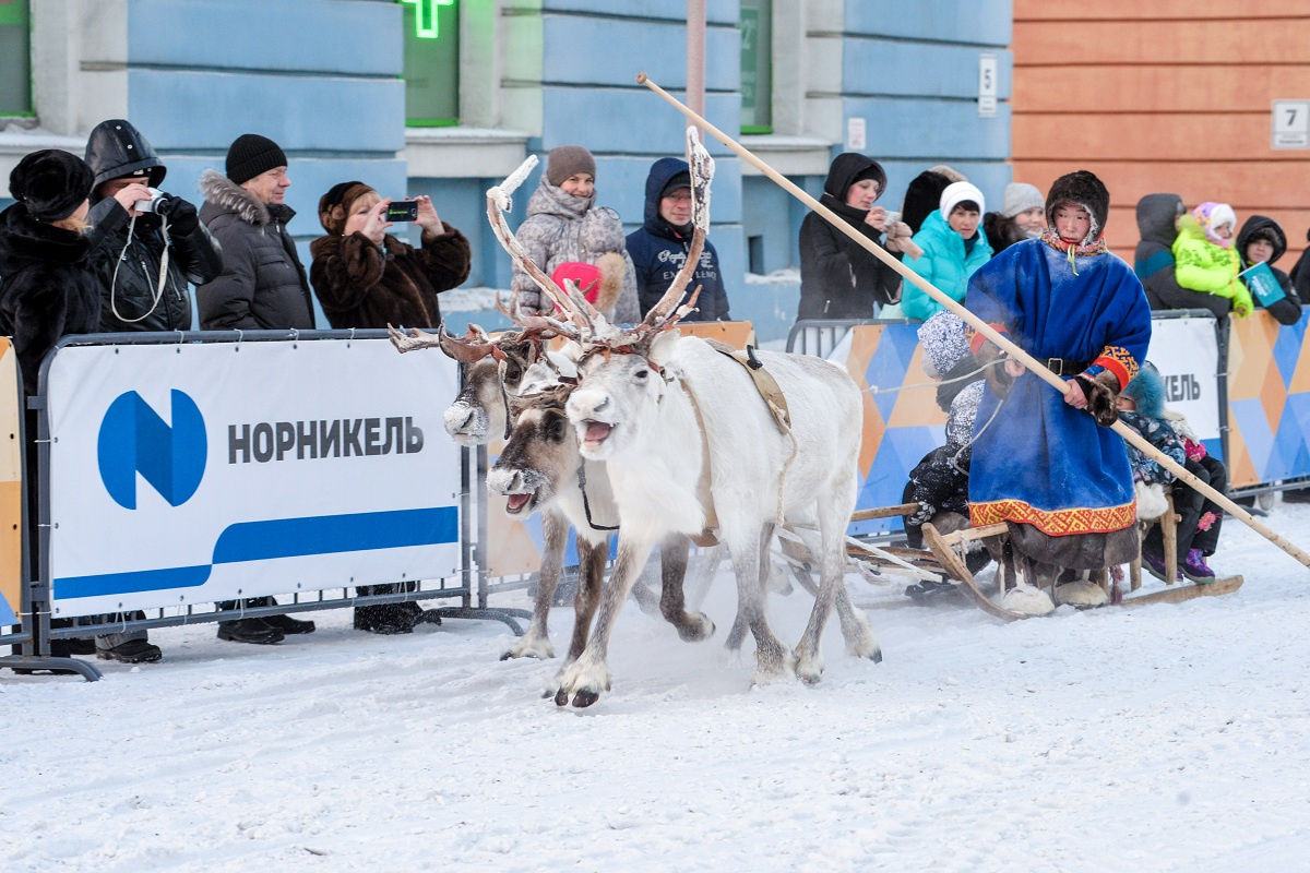 Оленья упряжка на «Большом Аргише» Оленья упряжка на «Большом Аргише»