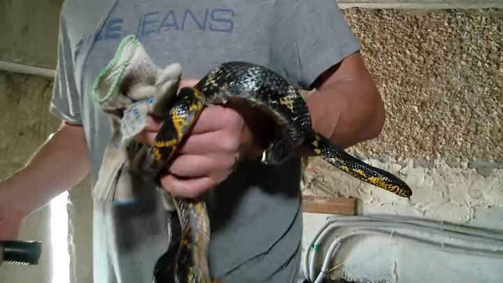 В доме на ЖБИ нашли двухметровую змею по кличке Игорь, которая сбежала от хозяина