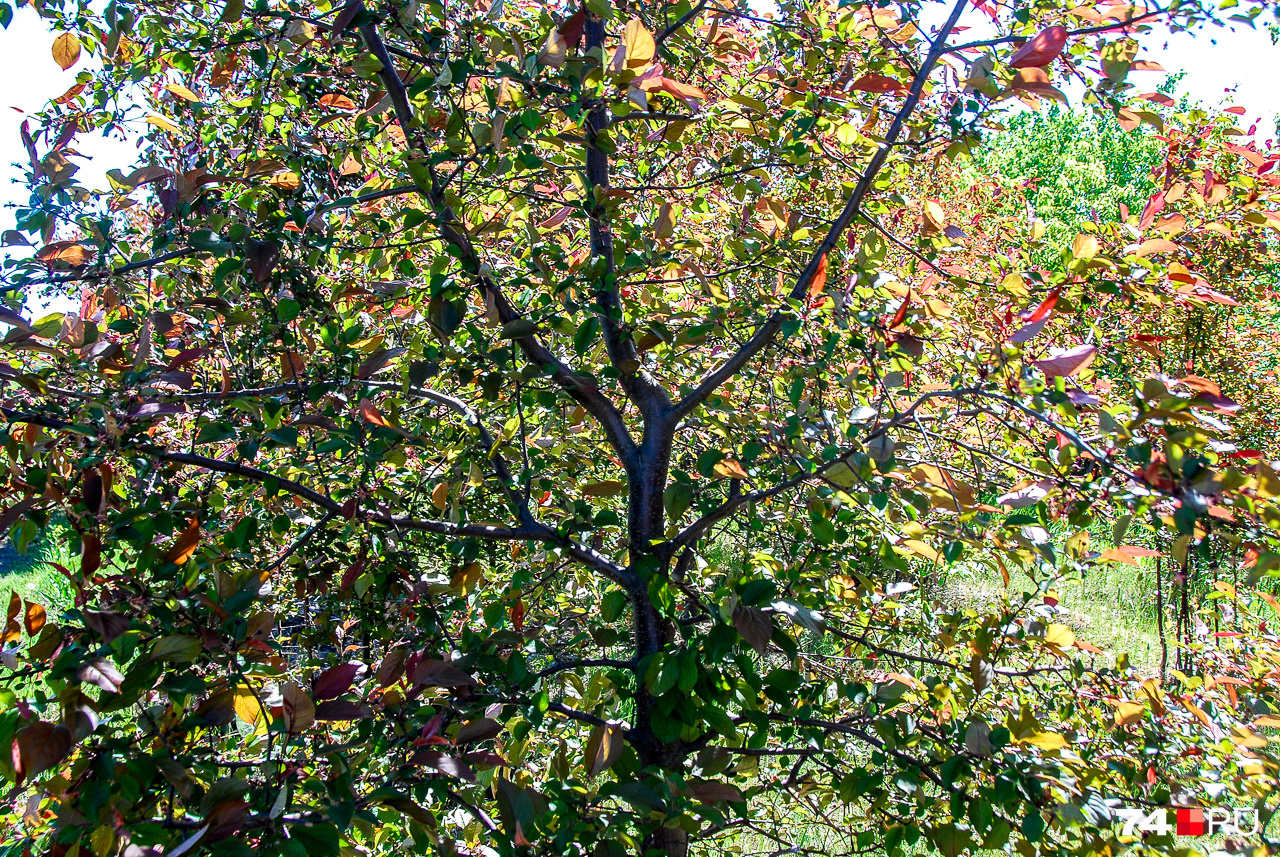 На этом снимке — краснолистая яблоня Недзведского с хорошо видимым стволом и сформированной кроной. Для этого используется подрезка веток, но выполнять её должен специалист, а не просто дядя с бензопилой