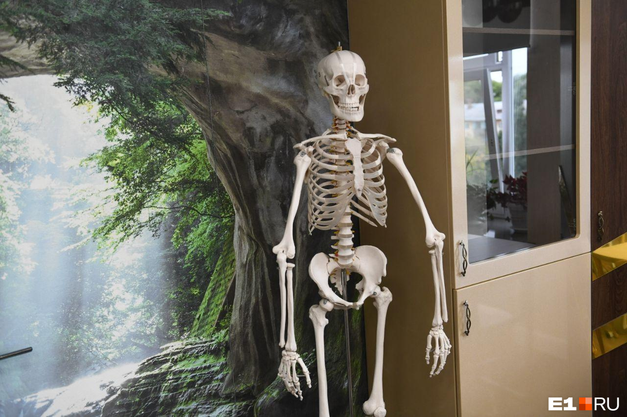 Скелет человека в кабинете биологии