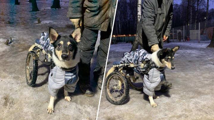 Уникальному псу-колясочнику из Красноярска из-за пандемии отложили операцию