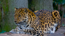 В Новосибирский зоопарк привезут самца самого редкого леопарда