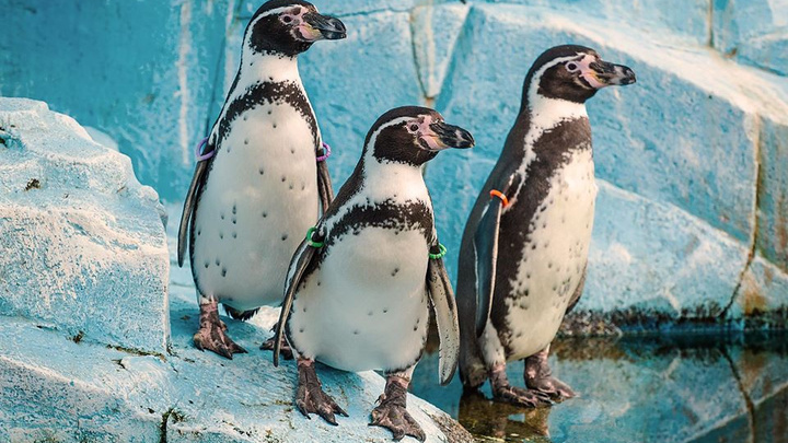 Пингвинят из «Роева ручья» впервые выпустили в бассейн