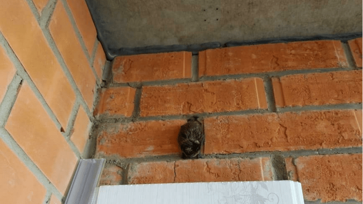 Летучие мыши поселились на балконах в Покровке