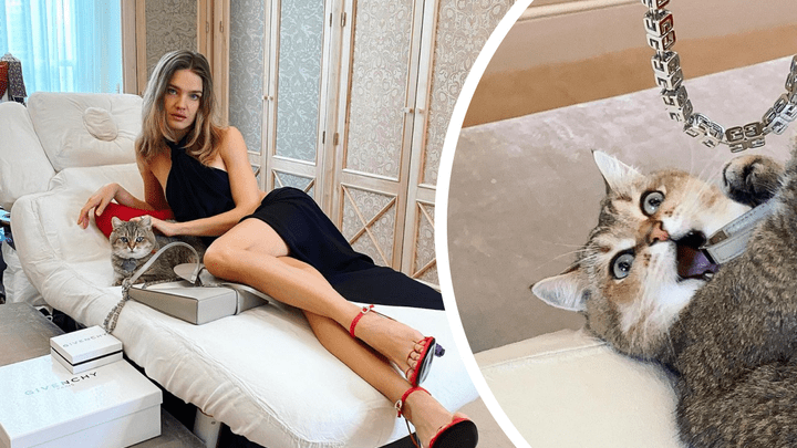 Водянова опубликовала фото с бесконечными ногами, но все в восторге от ее кота