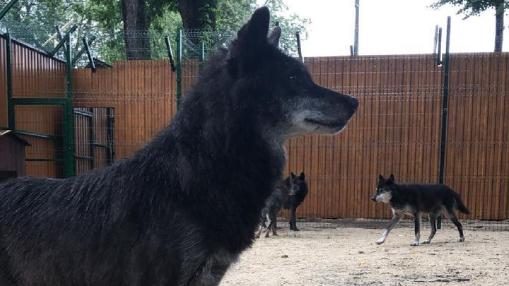 Стаю волков из нижегородской «Швейцарии» отвезли в балахнинский зоопарк