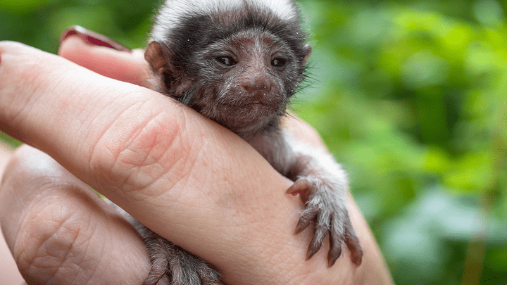 В «Роевом ручье» родились обезьянки размером с палец