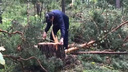 ФСБ нашла в «Кудряшовском бору» незаконную вырубку деревьев