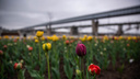 На Михайловской набережной высадили 30 тысяч тюльпанов — публикуем 9 цветущих снимков