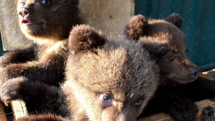 Реабилитацию медвежат, спасённых челябинским ветеринаром, оплачивает фонд Брижит Бардо