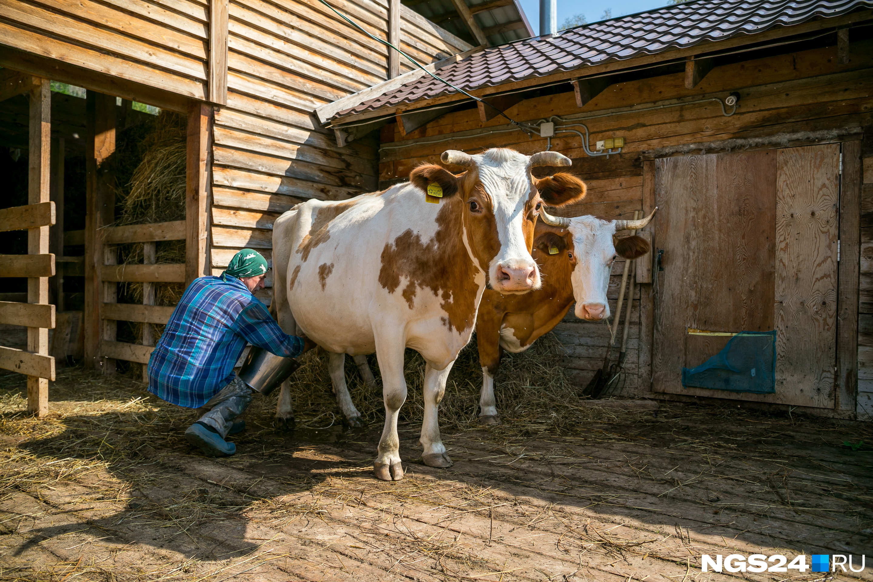 Коров в поселении держит только Владимир Тиньков и раздает молоко всем жителям. Для этого даже есть специальный журнал, каждый получает молоко в определенный день
