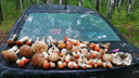 Это просто рай для грибников: смотрим, что и где нашли уральцы в лесах за выходные