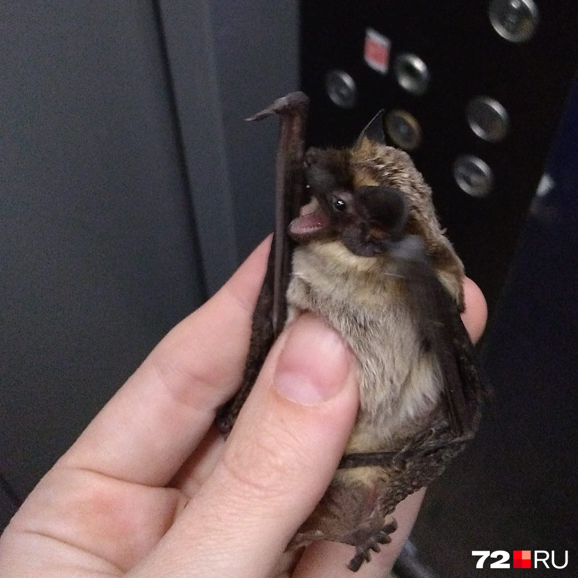 Эту летучую мышь поймали в ЖК «Ямальский», видите на заднем фоне кнопки лифта? Летучие мыши любят высотки