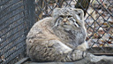 Пушистый десант: 6 фото, как манулы из новосибирского зоопарка утеплились к зиме (они стали огромными!)