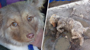 «Вмерзла в лужу и скулила»: история чудесного спасения щенка в Сызрани