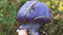 Новосибирцы нашли в лесу краснокнижный сине-фиолетовый гриб (очень яркий и пугающий)