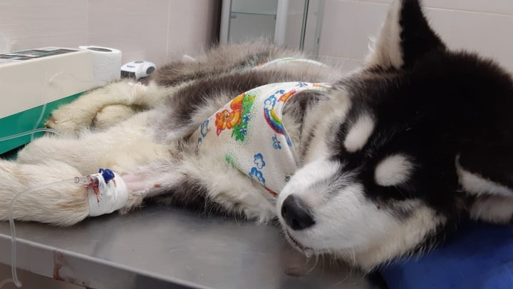 В Питер на срочную операцию повезли щенка хаски из Екатеринбурга, которого хозяева поили водкой