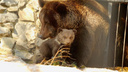 Медведица и два медвежонка вышли к людям в Новосибирской области