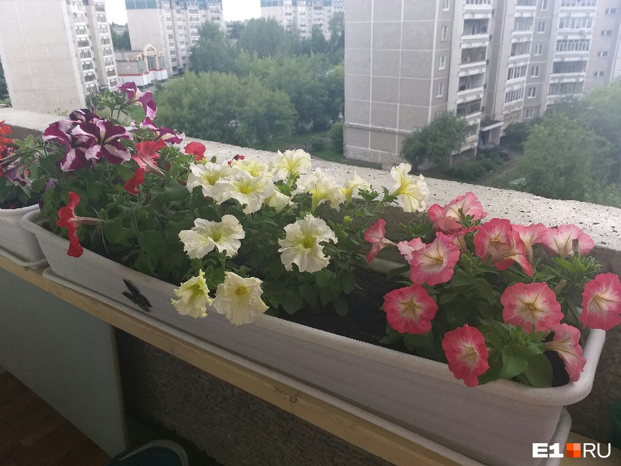 Цветочный балкон Екатерины Москаленко