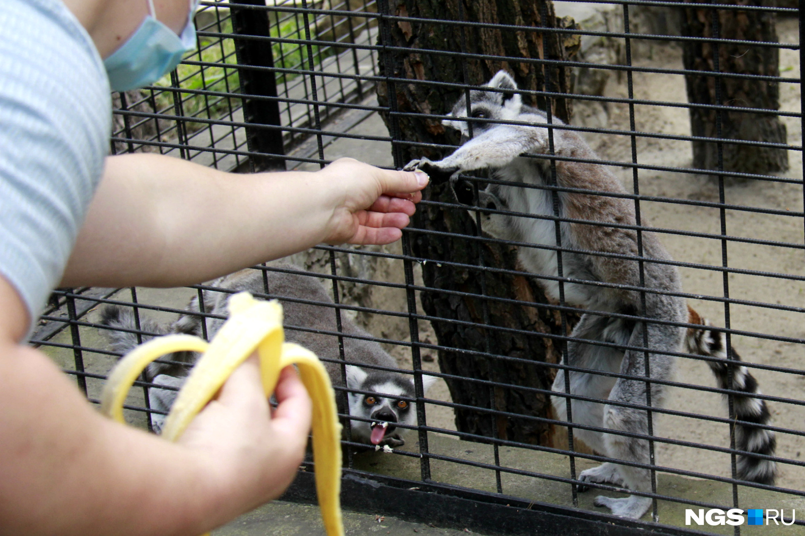 Кормить животных запрещено, но посетители считают, что бананы лемурам точно не повредят