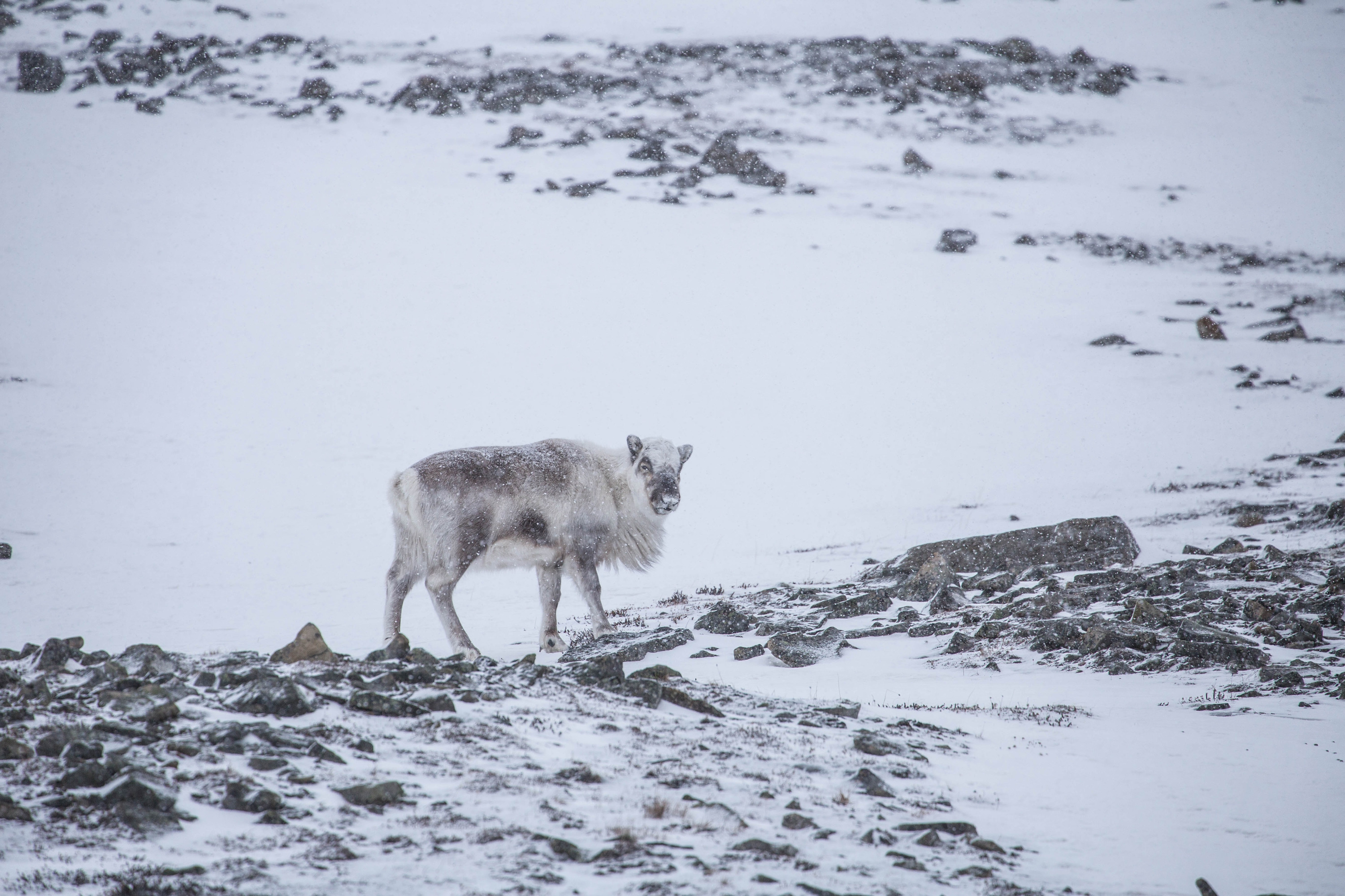 Северный олень — важнейший вид для коренных народов Арктики