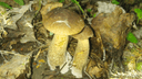 Пошли первые грибы — новосибирцы вовсю хвастаются подберезовиками и маслятами. Смотрим урожай!