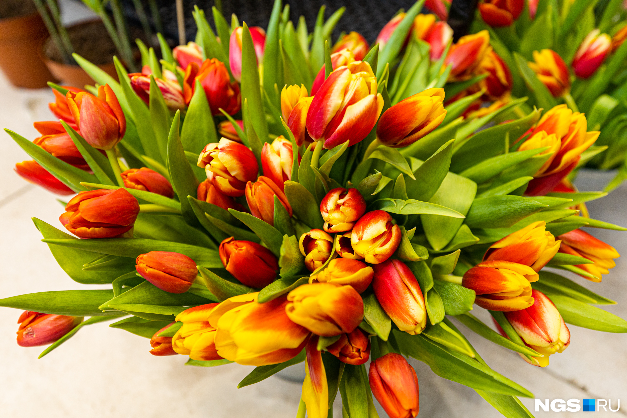 Продавцы делают ставки на тюльпаны — символ сибирской весны
