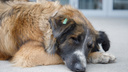 «Жалко, доказать ничего не получится»: под Волгоградом догхантеры отравили стаю бездомных собак