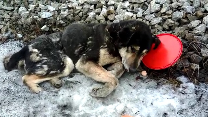 Нужна операция на позвоночник: в Екатеринбурге спасают сбитую на железнодорожной станции собаку