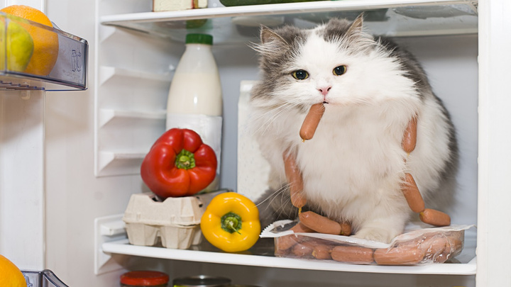 Что в холодильнике у типичного челябинца: выяснили, без каких продуктов горожане не выходят из магазина