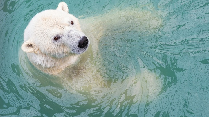Медведица Аврора из «Роева ручья» погибла при случке в зоопарке Удмуртии