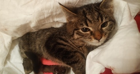 Котенок Куксик операцию перенес хорошо Котенок Куксик операцию перенес хорошо