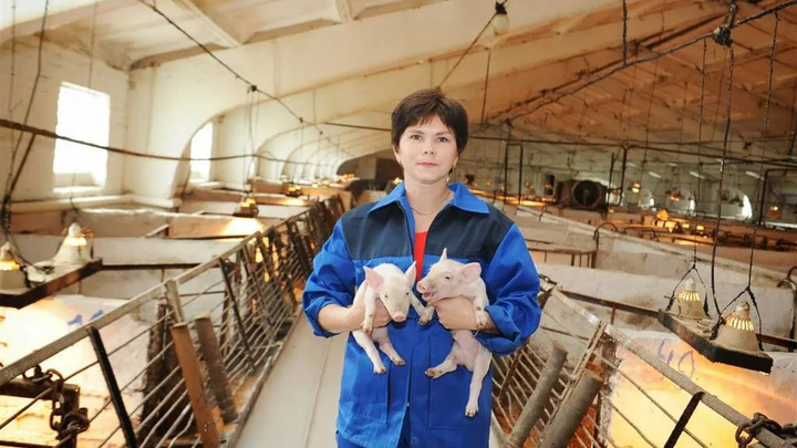 ЧС набирает масштабы: в самарском совхозе 17 000 свиней заболели чумой