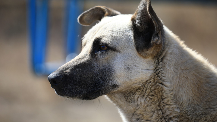 В Красноярске клещи нападают на собак и заражают их смертельной болезнью